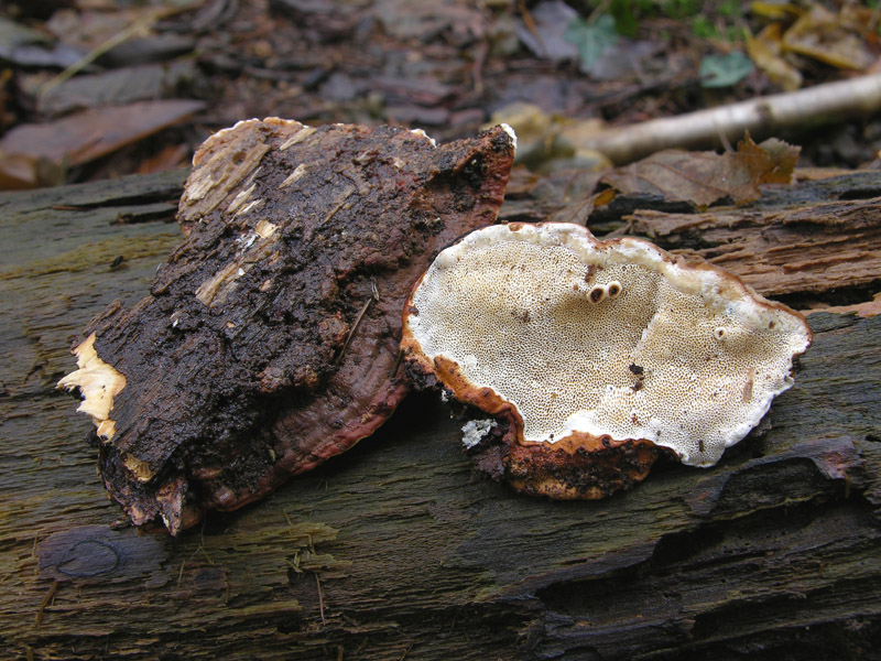 In bosco di Quercus cerris(2). - (Ischnoderma benzoinum)